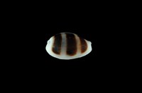 藏品(浮標寶螺)的圖片